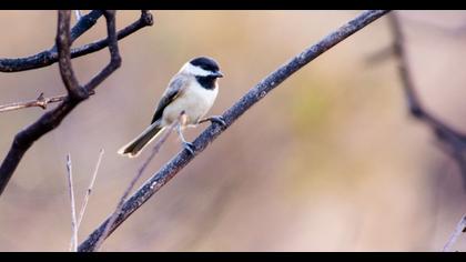 Akyanaklı baştankara