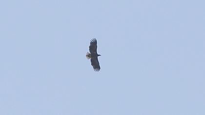 White-tailed Eagle