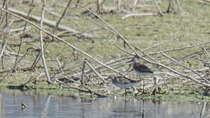 Orman düdükçünü