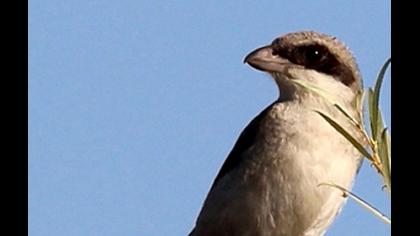 Karaalınlı örümcekkuşu