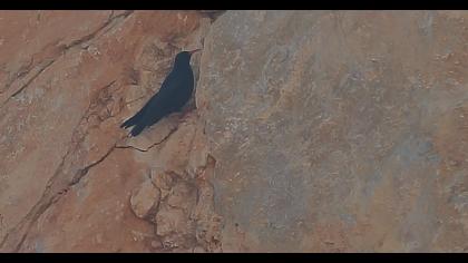 Kırmızıgagalı dağ kargası