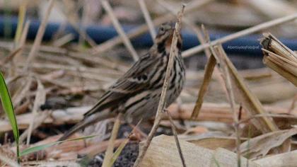 Kızılgerdanlı incirkuşu