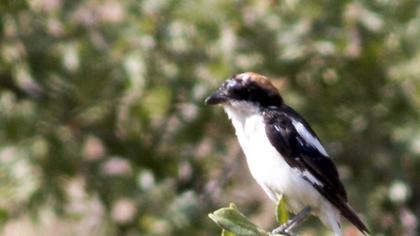 Kızılbaşlı örümcekkuşu
