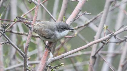 Küçük akgerdanlı ötleğen