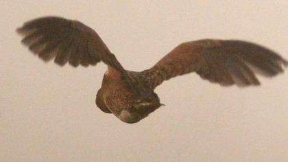 Bıldırcınkılavuzu