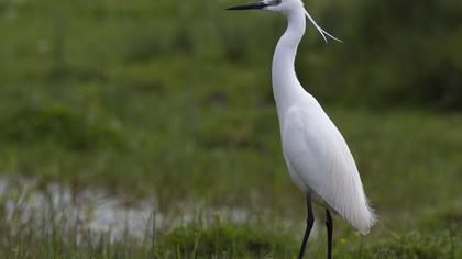 Küçük ak balıkçıl