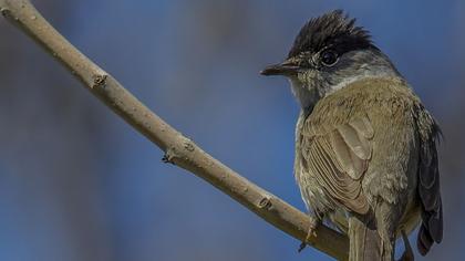 Karabaşlı ötleğen
