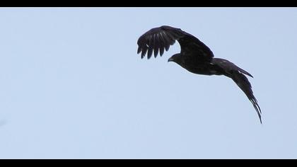 Büyük orman kartalı