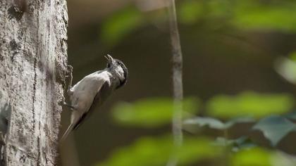 Kayın baştankarası