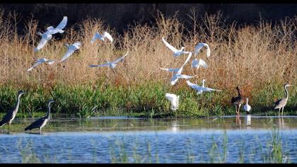 Sığır balıkçılı