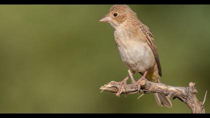 Karabaşlı kirazkuşu