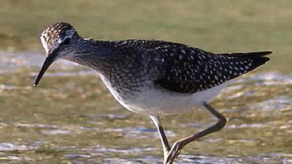 Orman düdükçünü