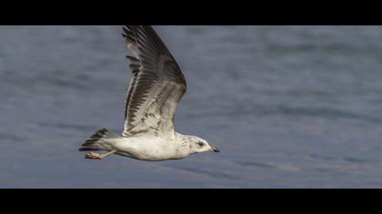 Küçük gümüş martı