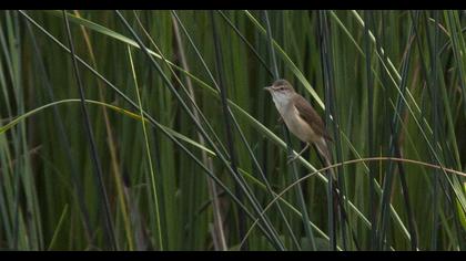 Büyük kamışçın