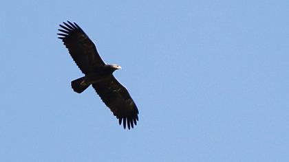 Büyük orman kartalı