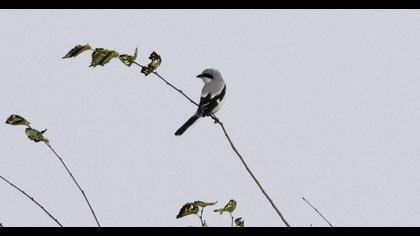 Büyük örümcekkuşu
