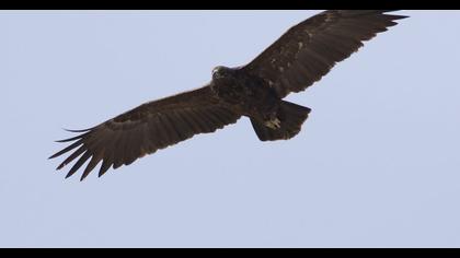 Küçük orman kartalı