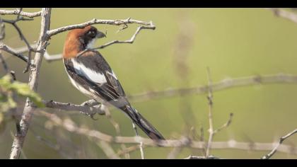 Kızılbaşlı örümcekkuşu