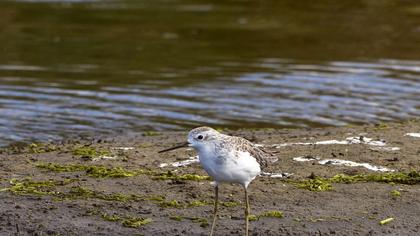 Bataklık düdükçünü