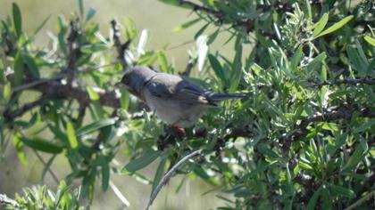 Bıyıklı ötleğen
