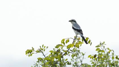 Büyük örümcekkuşu