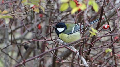 Great Tit
