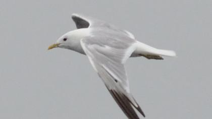 Küçük gümüş martı