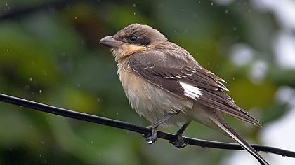Karaalınlı örümcekkuşu