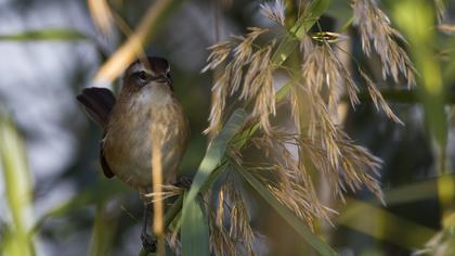 Bıyıklı kamışçın