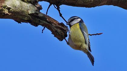 Eurasian Blue Tit