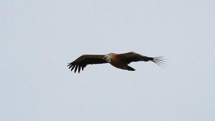 Griffon Vulture