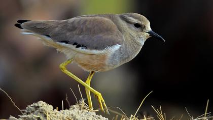 White-tailed Lapwing