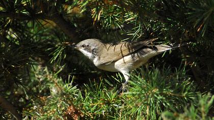 Küçük akgerdanlı ötleğen
