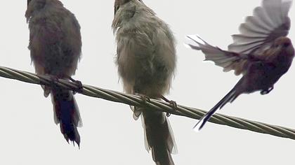 Uzunkuyruklu baştankara