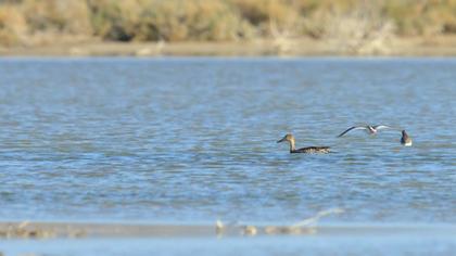 Northern Pintail