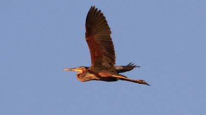 Purple Heron