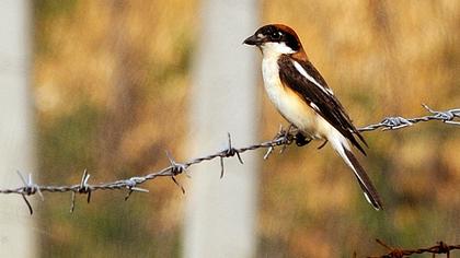 Kızılbaşlı örümcekkuşu