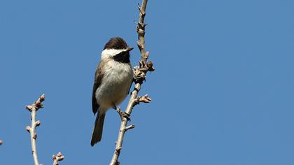 Akyanaklı baştankara