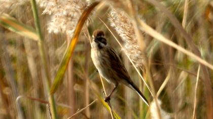 Bataklık Kirazkuşu