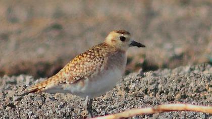 Küçük altın yağmurcun