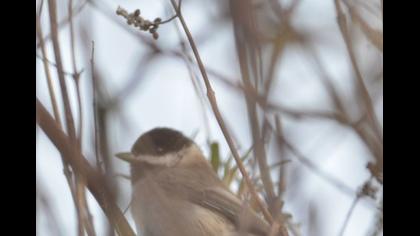 Akyanaklı baştankara