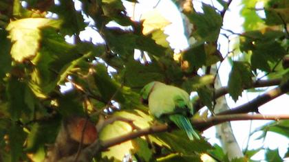 Rose-ringed Parakeet