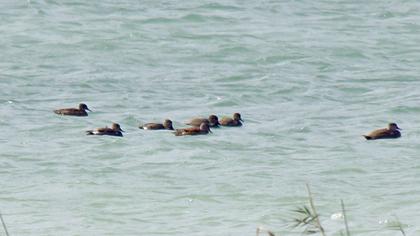 Gadwall
