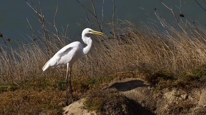 Büyük ak balıkçıl
