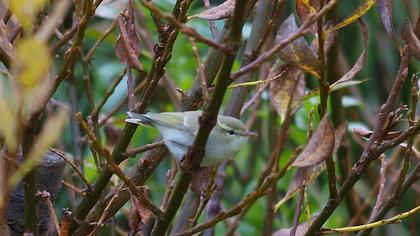 Yeşilimsi çıvgın