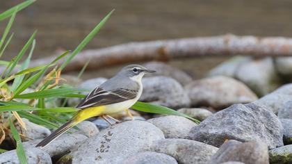 Dağ kuyruksallayanı