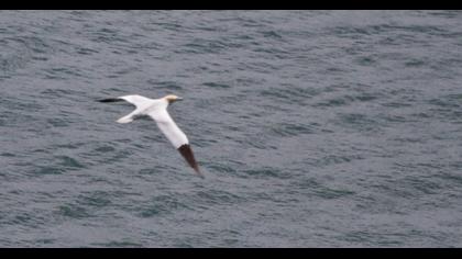 Northern Gannet