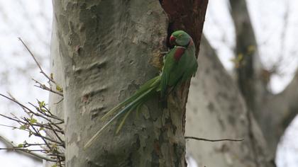 İskender papağanı