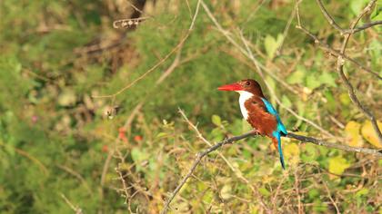 İzmir yalıçapkını
