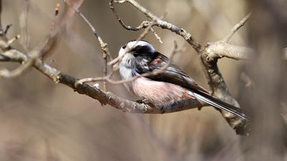 Uzunkuyruklu baştankara